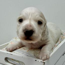 Tristan - Piebald male Dachshund puppy in Pulaski, Tennessee from Billboard Doxies
