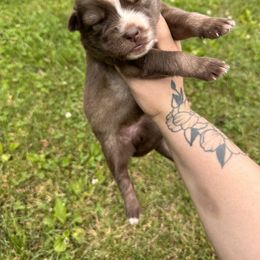 Girl 3 - Siberian Husky puppy in Jonesborough, Tennessee from Dry Creek Siberians