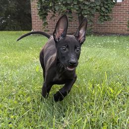 Nova - Black brindle female Dutch Shepherd puppy in Watertown, Connecticut from APACHEK9