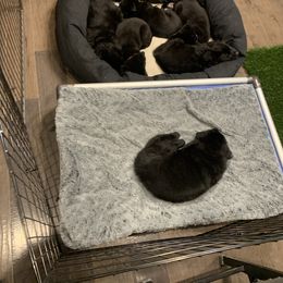 German Shepherd puppies from KMK9