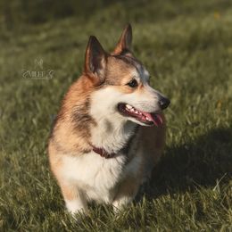 Maggie - Pembroke Welsh Corgi