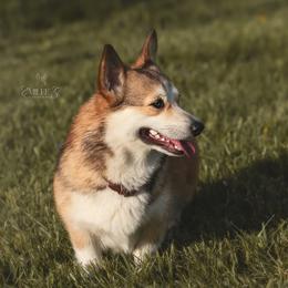 Maggie - Pembroke Welsh Corgi