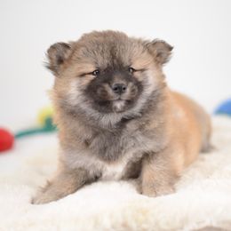 Boy 2 🩵 Red Wooly Boy - Red male Shiba Inu puppy in Neosho, Missouri from Sunny Terrace Shibas