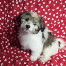 Travis Kelce - Red brindle male Havanese puppy in Granger, Indiana from Melissa's Havanese