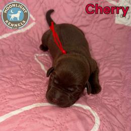 Cherry - Chocolate female Labrador Retriever puppy in Elloree, South Carolina from Moonlight Kennels LLC