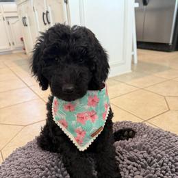 Chai - Black female Goldendoodle puppy in Portland, Tennessee from Happy_Tails_by_TJ
