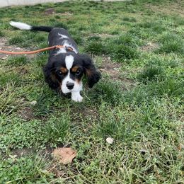 Cavalier King Charles Spaniel Puppies from Faithful Friends Cavaliers