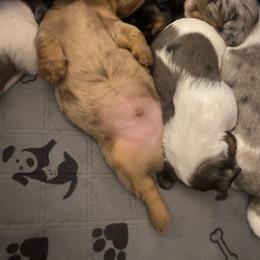 Dachshund Puppies from Tweenie Weenie Dachshunds