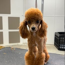 Ginger - Poodle
