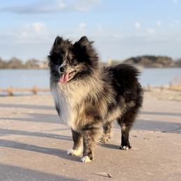 Bandit - Pomeranian