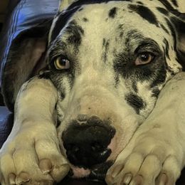 Great Danes and Great Pyrenees from Flyin' T Ranch