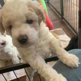 Luna - Parti female Goldendoodle puppy in Haddam, Kansas from Golden B Acres