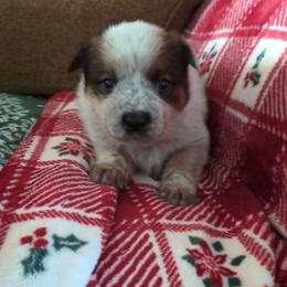 Kash - Red speckled male Australian Cattle Dog puppy in Mena, Arkansas from Red Desert Australian Cattle Dogs
