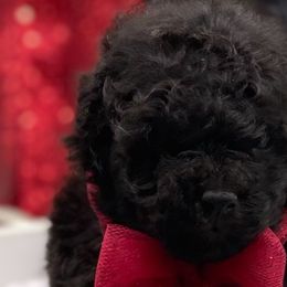 Dachshunds and Poodles from The Royal Kennel