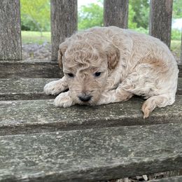 Annie - Cream female Goldendoodle puppy in Texas from Doodles Divine