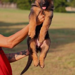 Girl 1 - German Shepherd puppy from Sam's Highest Quality Shepherds