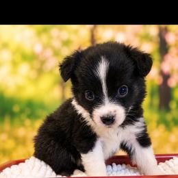 Ponyo - Black tri female Miniature Australian Shepherd puppy in Macomb, Missouri from Faunus Farms and Aussies