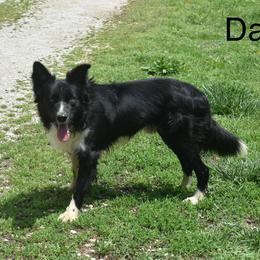 Jet - Border Collie