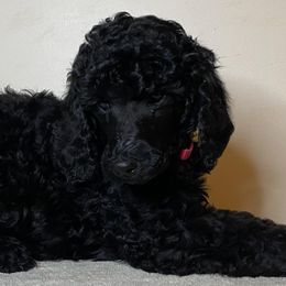 Poodles from Glory Bound Farm & Kennel