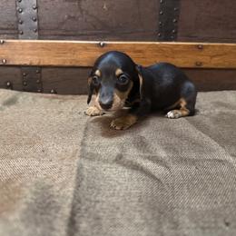 Apollo - Black and cream male Dachshund puppy in Clifton, Idaho from Diamondline Doberman