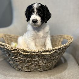 Goldendoodle Puppies from Northeast Iowa Doodles