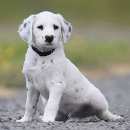 Pele - White and black male Dalmatian puppy in Cottage Grove, Oregon from Hidden Hills Dalmatians