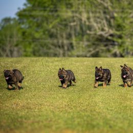 German Shepherd Puppies from Sommerfeld German Shepherds