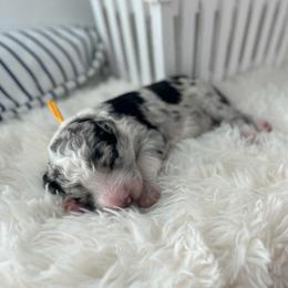San Clemente - White and blue merle female Bordoodle puppy in Valley Center, California from Circle R Valley Bordoodls