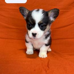 Jo Dee - Black and tan female American Corgi puppy in Midland, Texas from Desert Darlin’ Corgis