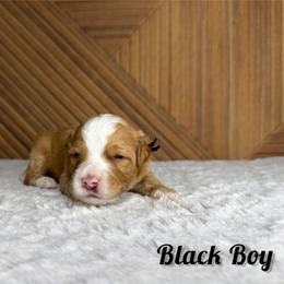 Black Boy - Red male Bernedoodle puppy in Modesto, California from Two Doods Doodles