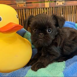 Molly - Black female Brussels Griffon puppy in Brooks, Georgia from Brooks Berner Bears & Brussels Griffons