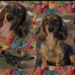 Indy - Dachshund
