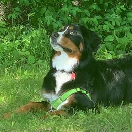 Bernese Mountain Dog Puppies from Lonesome Pine Farm