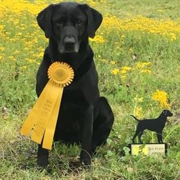 Golden Retrievers from Jean Grammer