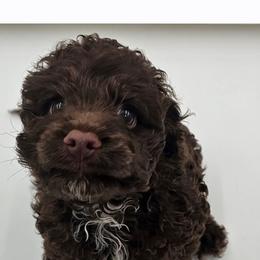 Cockapoo puppies from Teddy Bear Cockapoos