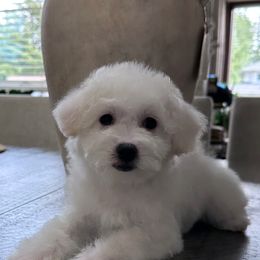 Bella - White female Bichon Frise puppy in Gresham, Oregon from Lyudmyla Loves Puppies