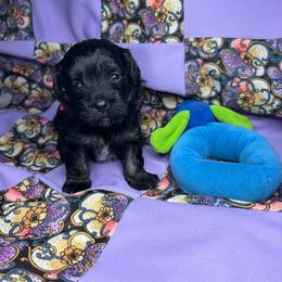 Kas - Black & tan female Maltipoo puppy in Clover, South Carolina from Cudi’s Buddies