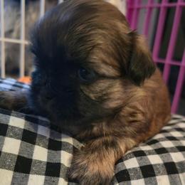 Presley - Black and tan male Shih Tzu puppy in Filer, Idaho from Shih Tzu Kennels
