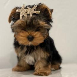 MiuMiu - Blue and gold female Yorkshire Terrier puppy in Los Angeles, California from 818 Yorkies