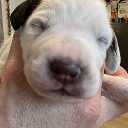 Dalmatian Puppies from Queen of Hearts Dalmatians
