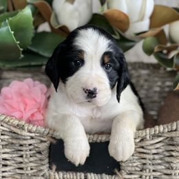 English Springer Spaniel Puppies from Cedarhaven Springer Spaniels