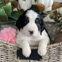 English Springer Spaniel Puppies from Cedarhaven Springer Spaniels
