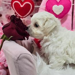 Fig - White male Maltese puppy in Greenville, North Carolina from Amanda's Sugar Sweet Puppies