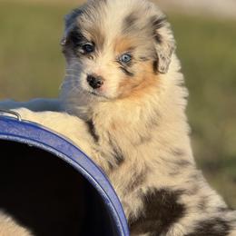Puppy - Australian Shepherd puppy from Saddle Peak Aussies