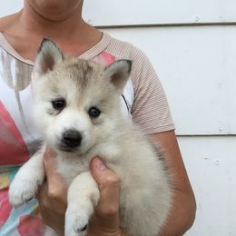 Pomsky Puppies from Dakota Pomskies