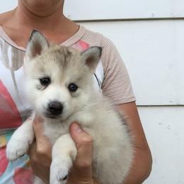 Pomsky Puppies from Dakota Pomskies