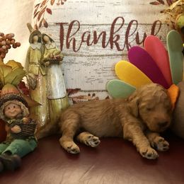 Goldendoodle Puppies from Cooley Doodles