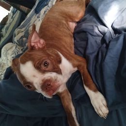 Red - Boston Terrier puppy from Joy B's Boston Terriers