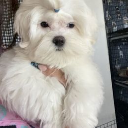 Biewer Terrier, Maltese, Maltipoo, and Poodle Puppies from Maltipoo Tiny Pups