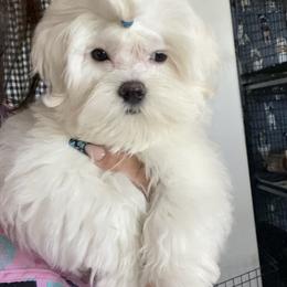 Biewer Terrier, Maltese, Maltipoo, and Poodle Puppies from Maltipoo Tiny Pups